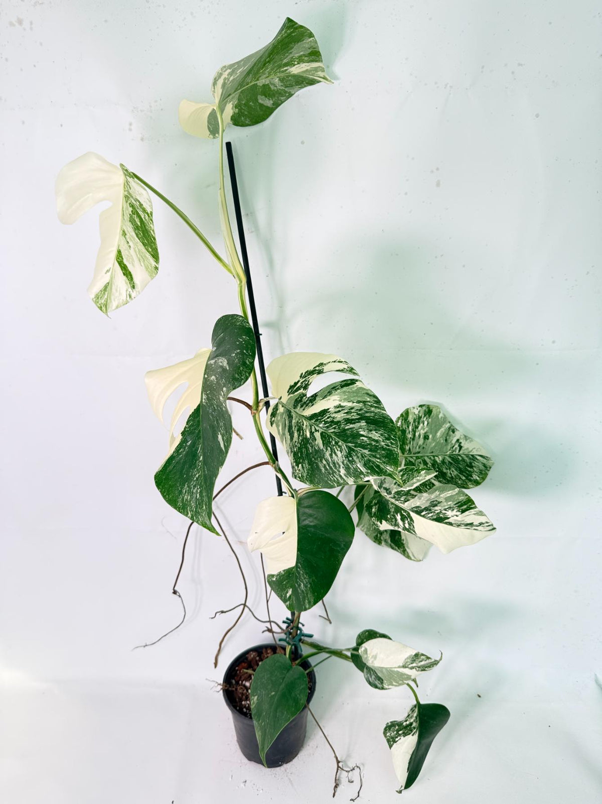 Monstera Albo Variegata XXL 10