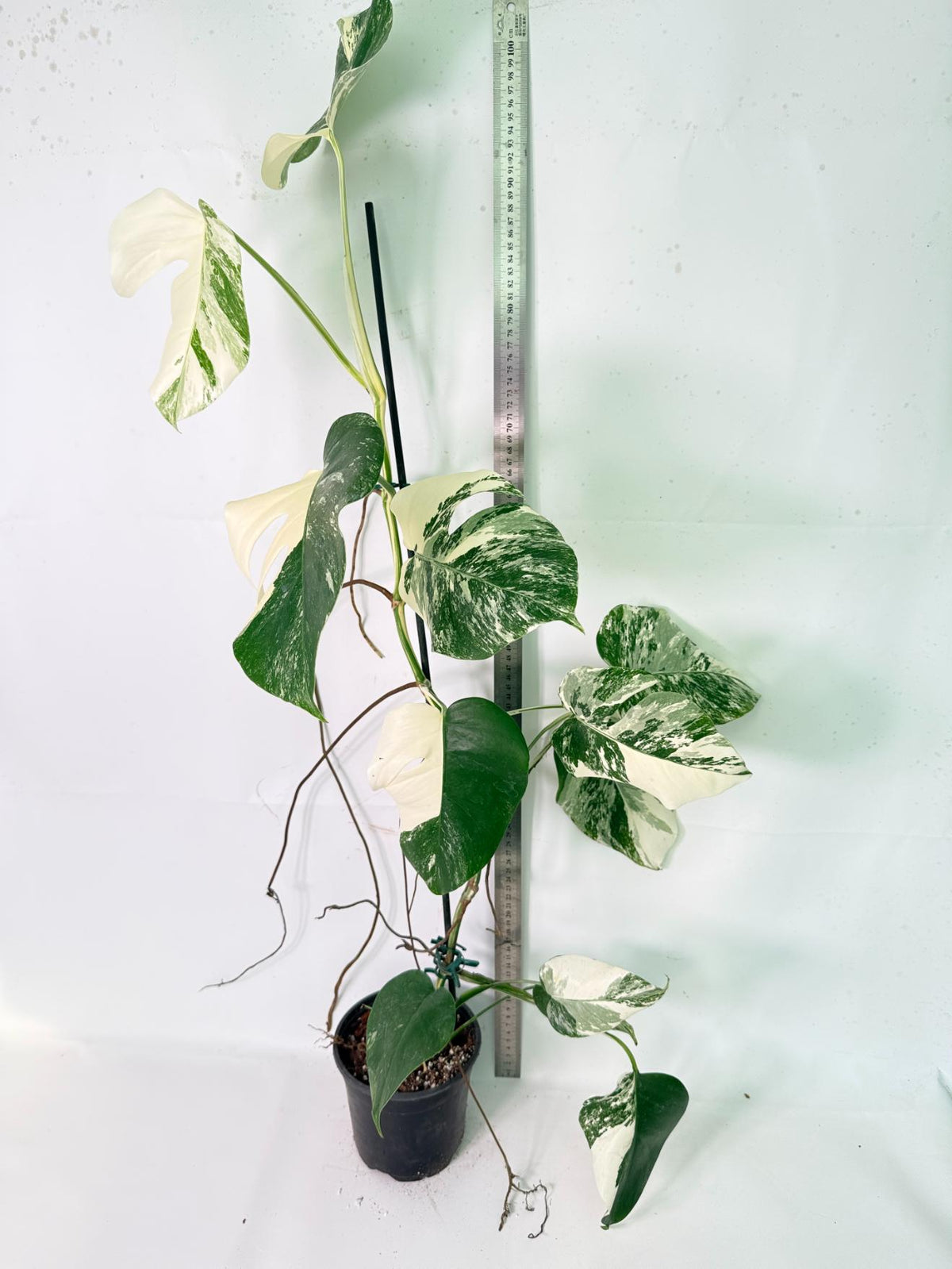 Monstera Albo Variegata XXL 11