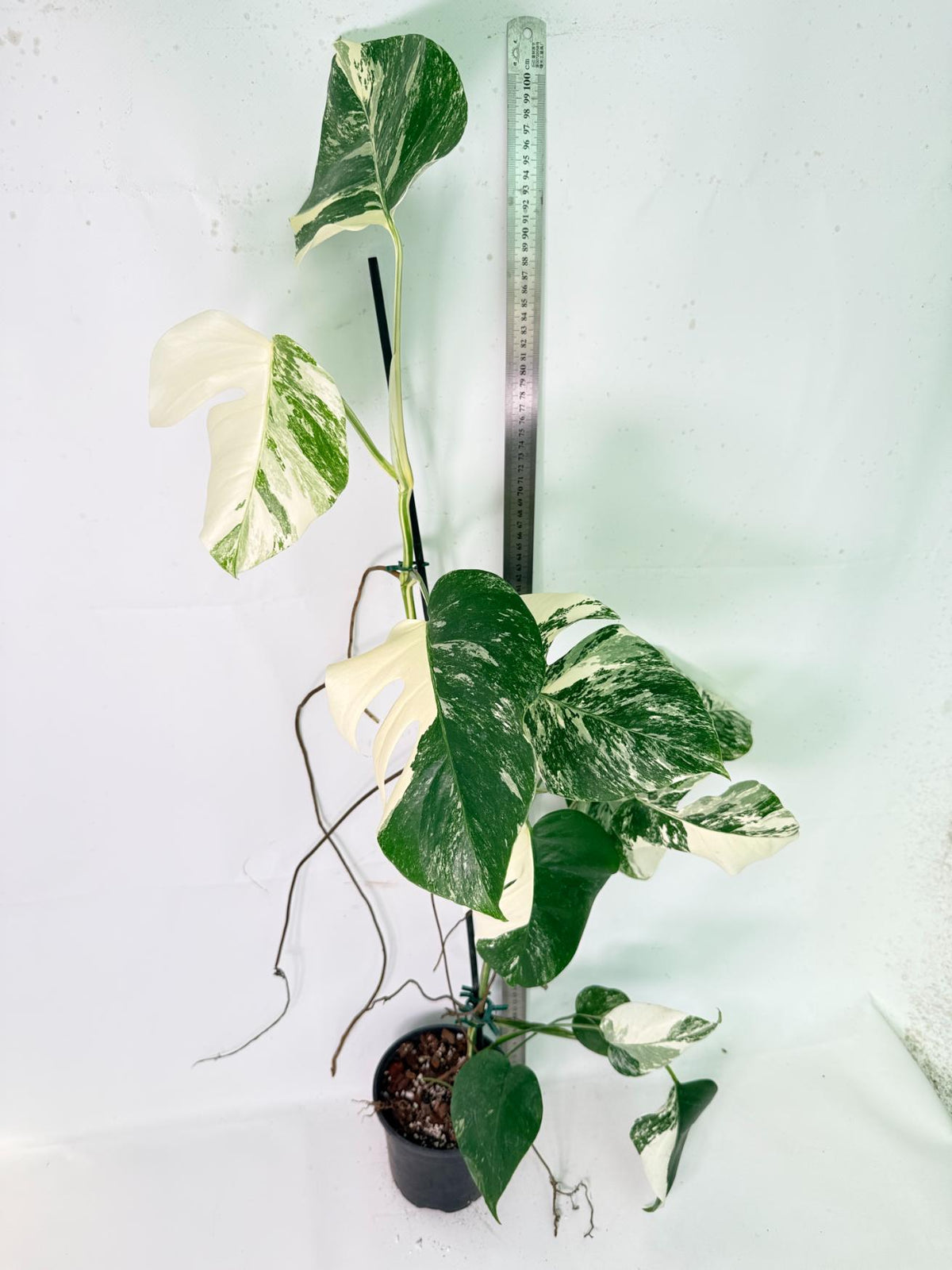Monstera Albo Variegata XXL 12