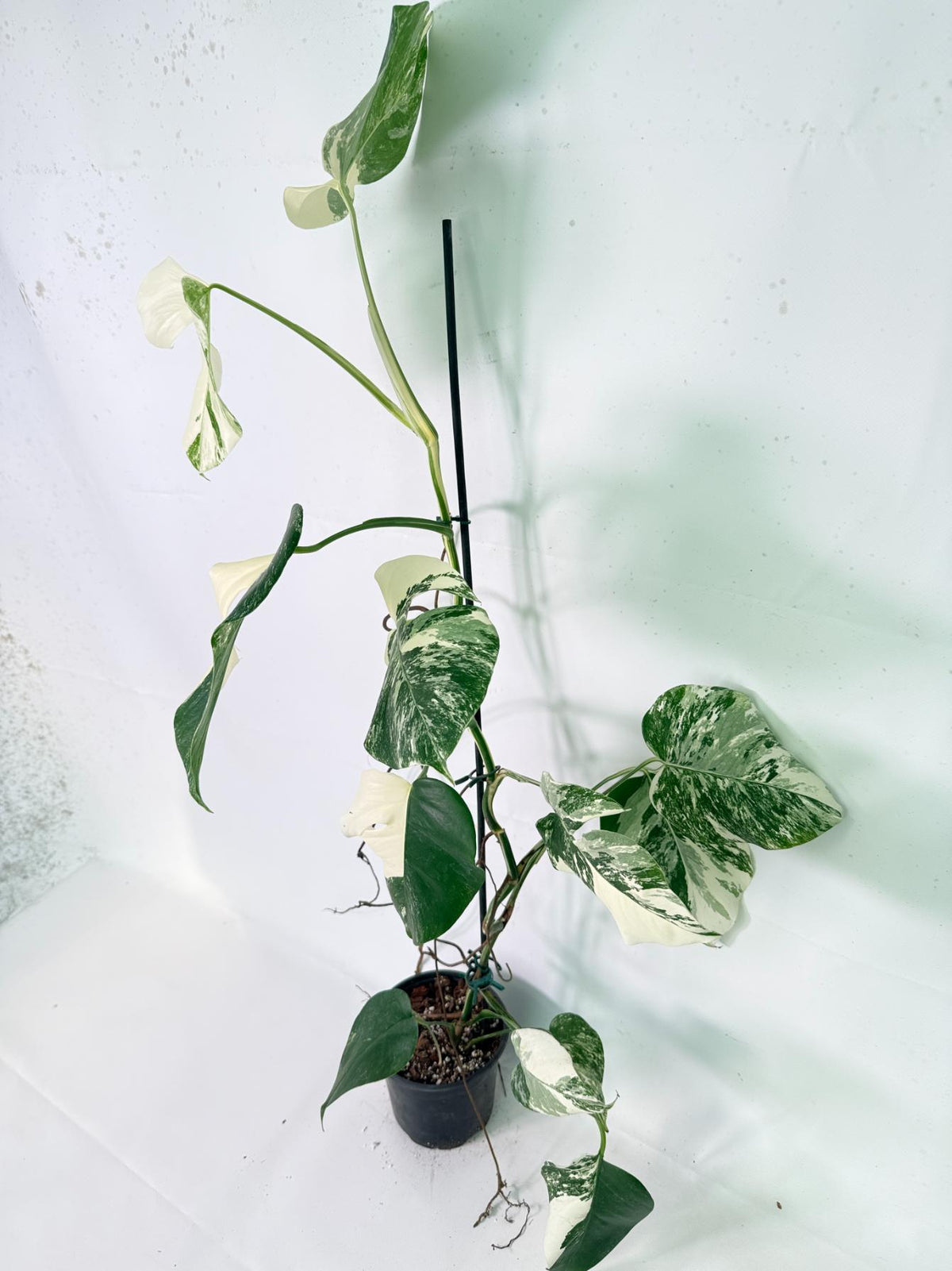 Monstera Albo Variegata XXL 02