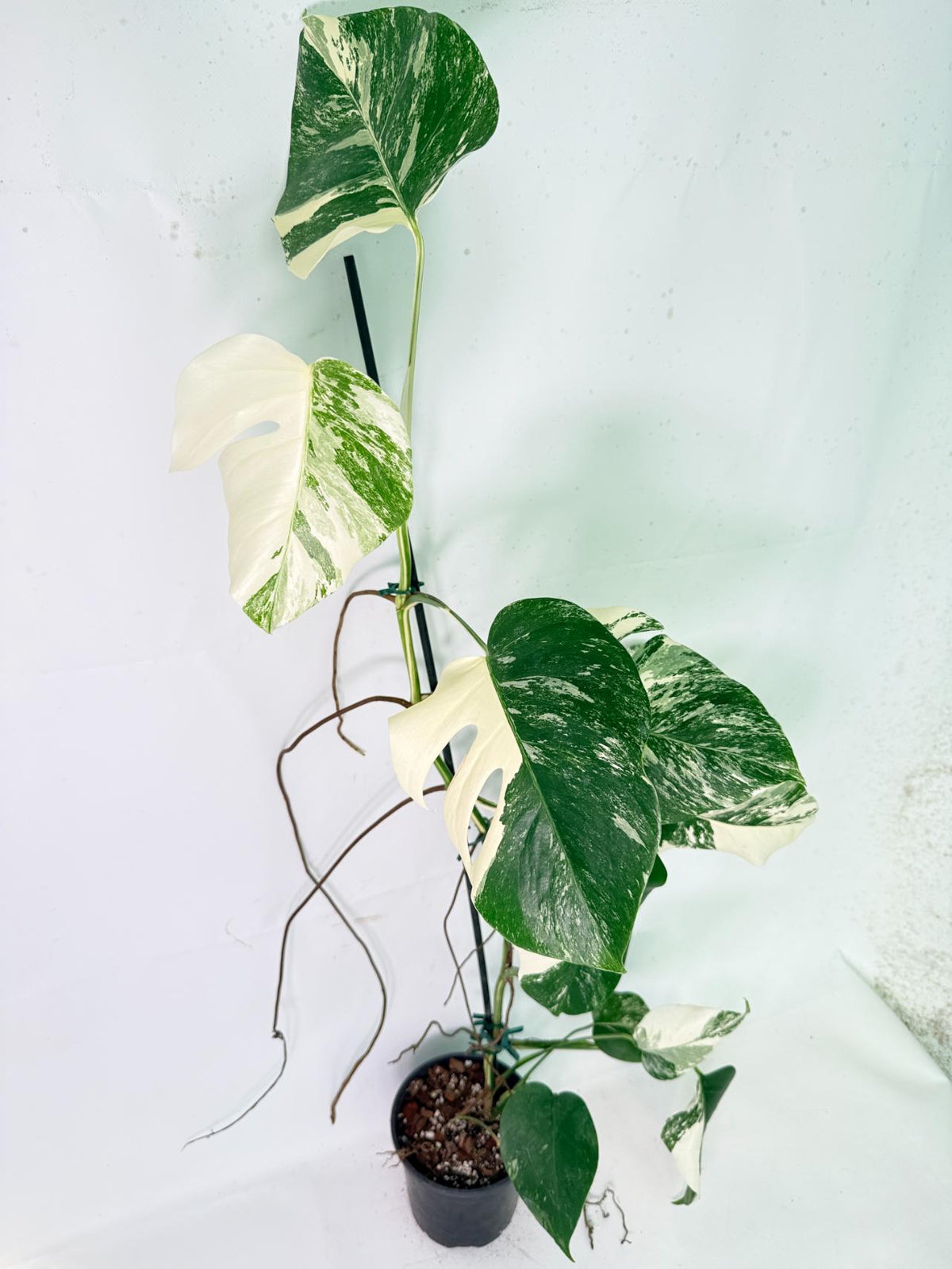Monstera Albo Variegata XXL 03