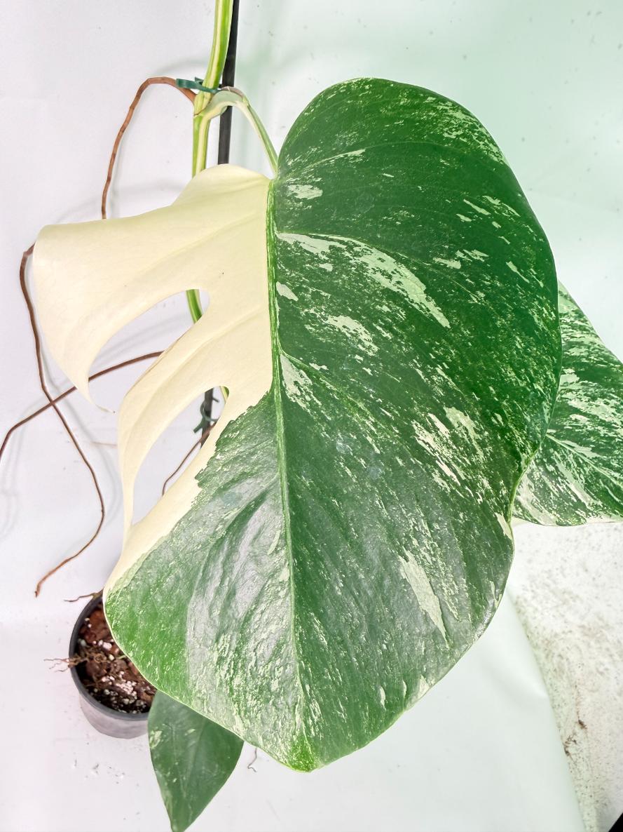 Monstera Albo Variegata XXL 04
