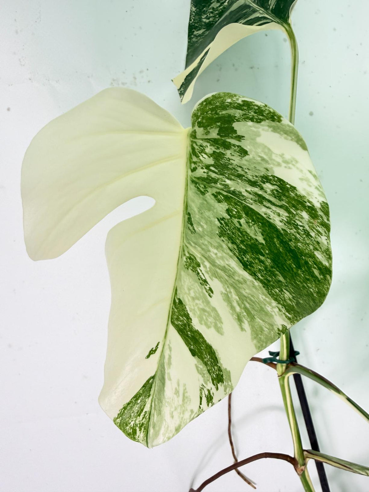 Monstera Albo Variegata XXL 05