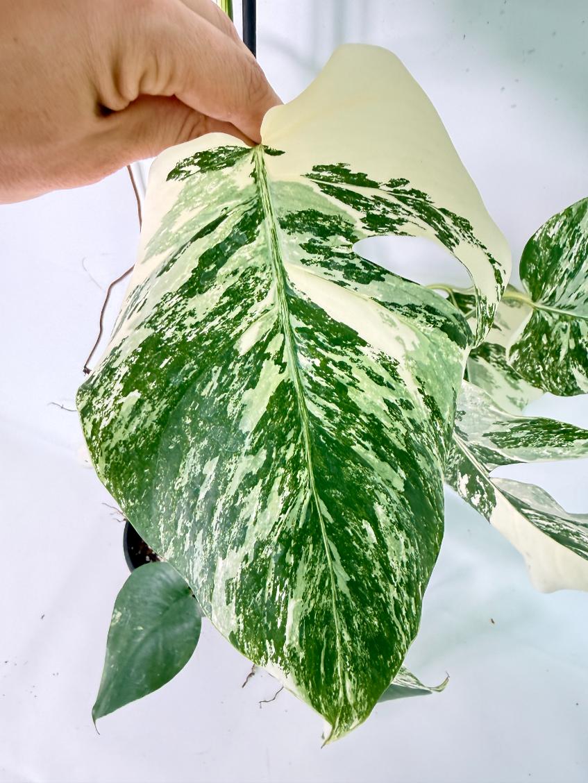 Monstera Albo Variegata XXL 06