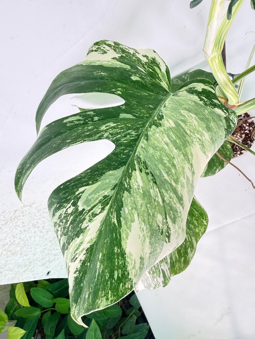 Monstera Albo Variegata XXL 08