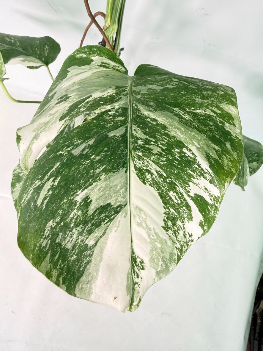 Monstera Albo Variegata XXL 09