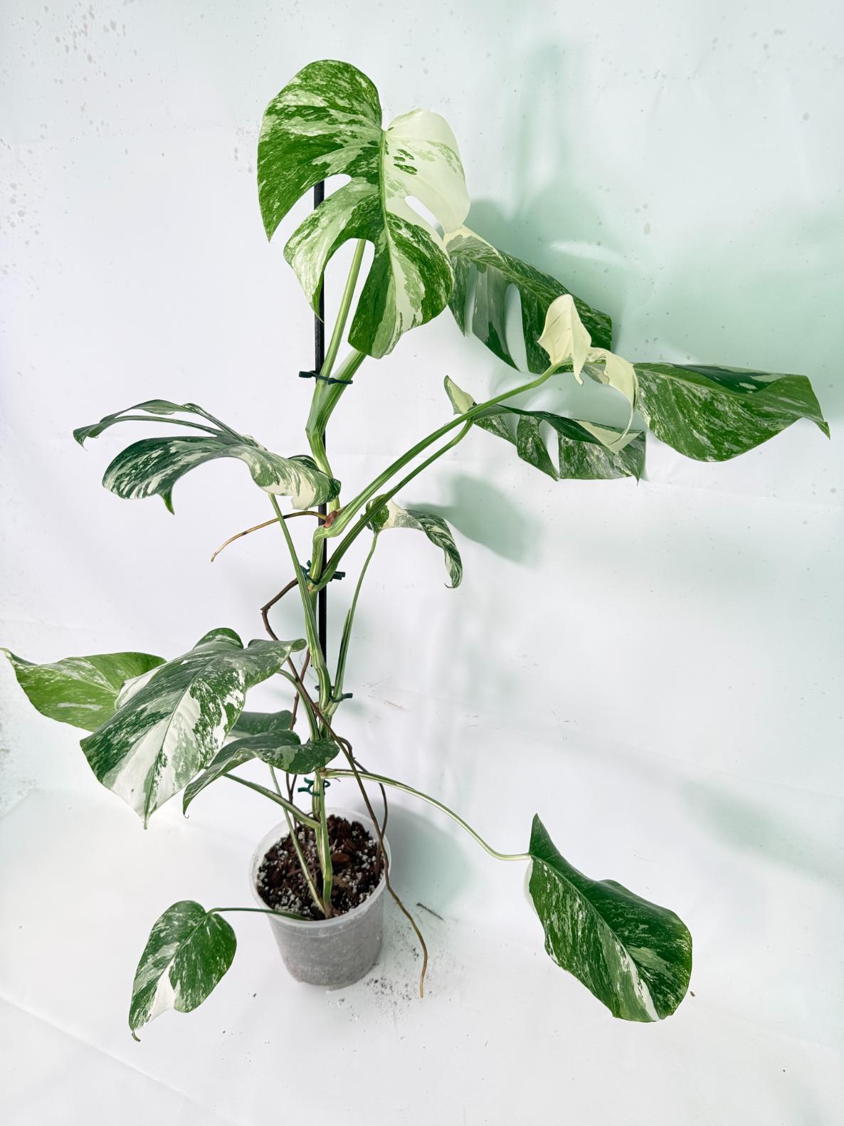 Monstera Albo Variegata XXL 10
