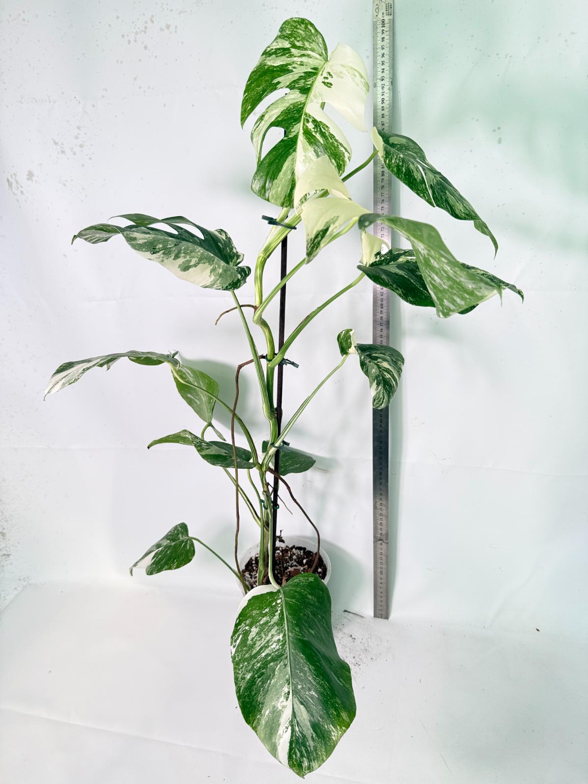 Monstera Albo Variegata XXL 11