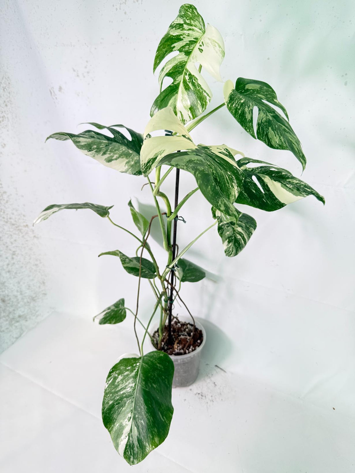Monstera Albo Variegata XXL 01