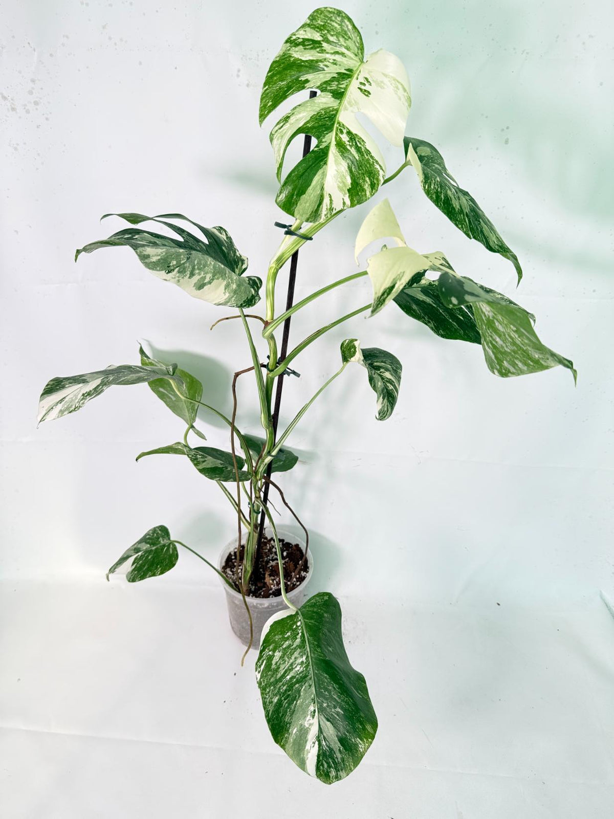 Monstera Albo Variegata XXL 02