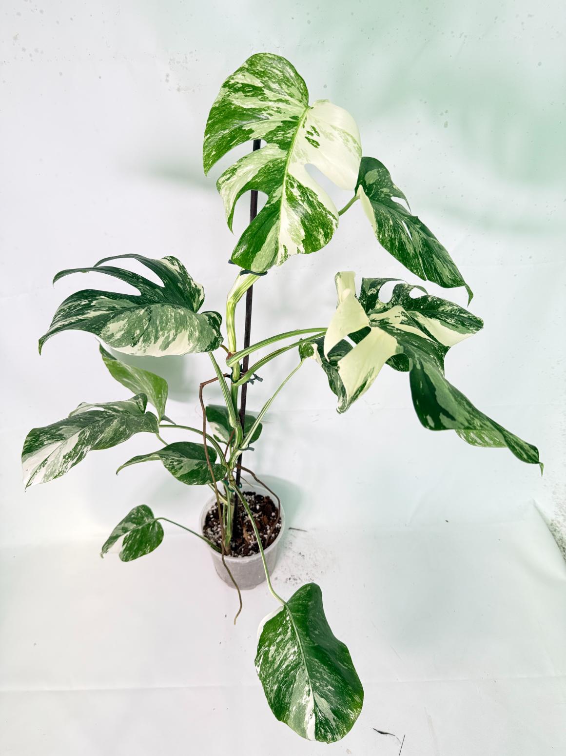 Monstera Albo Variegata XXL 03