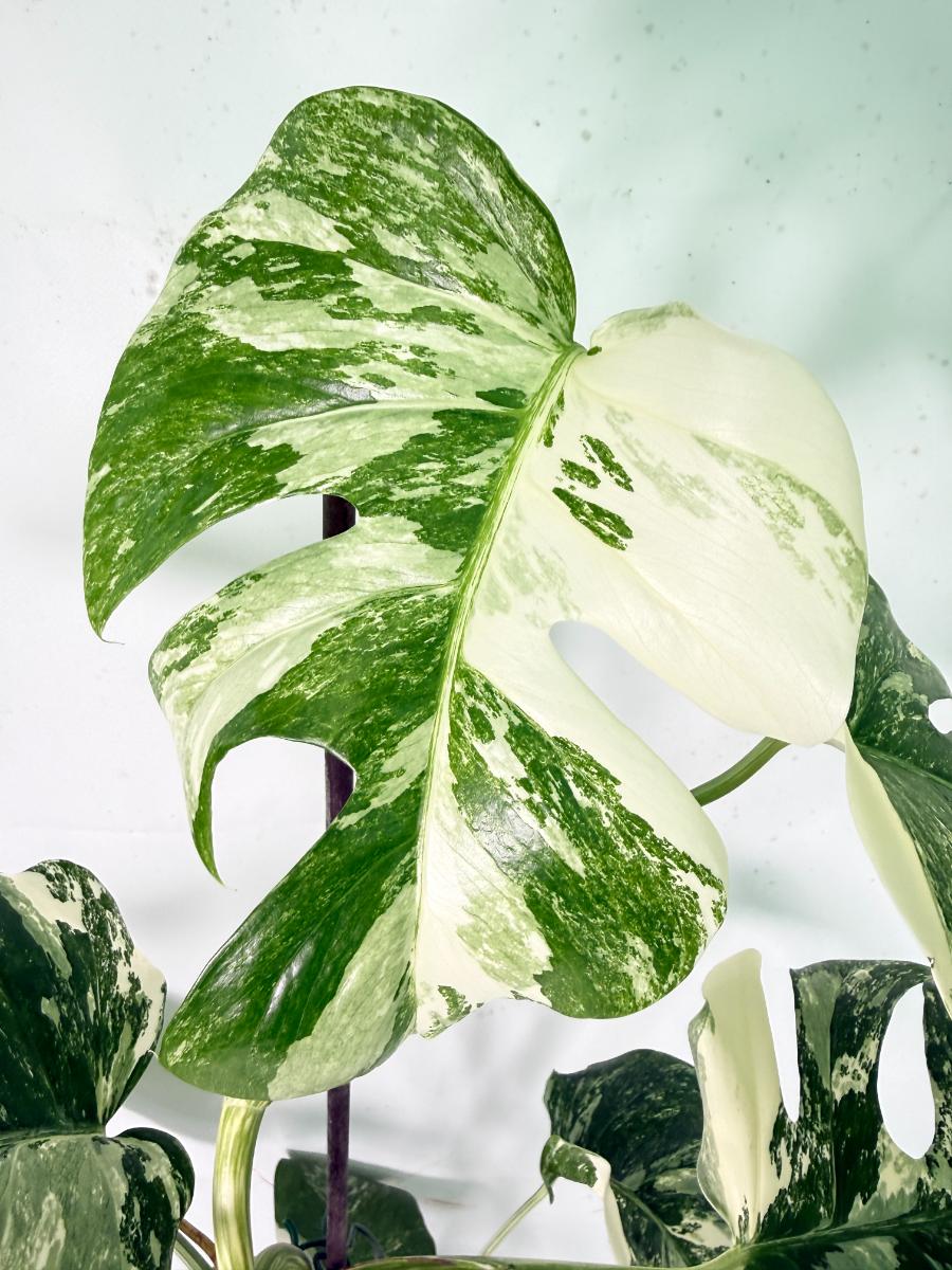Monstera Albo Variegata XXL 04