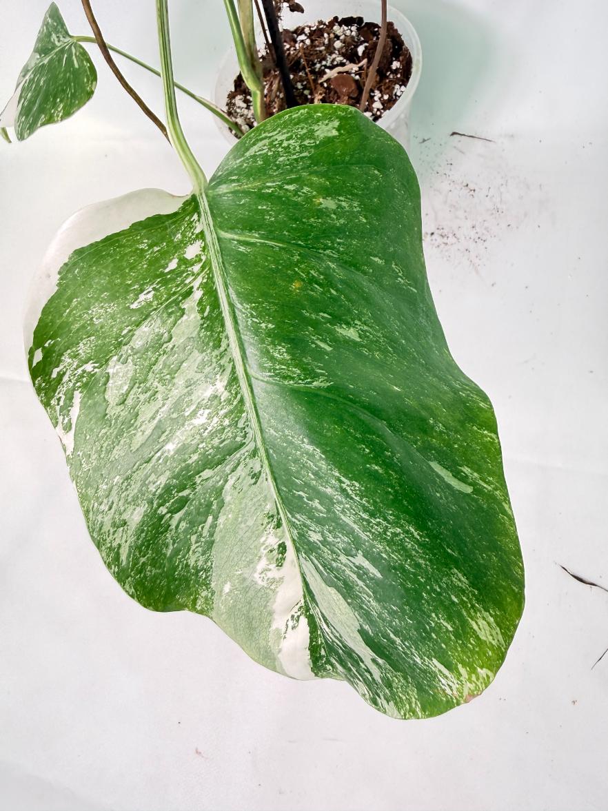 Monstera Albo Variegata XXL 05