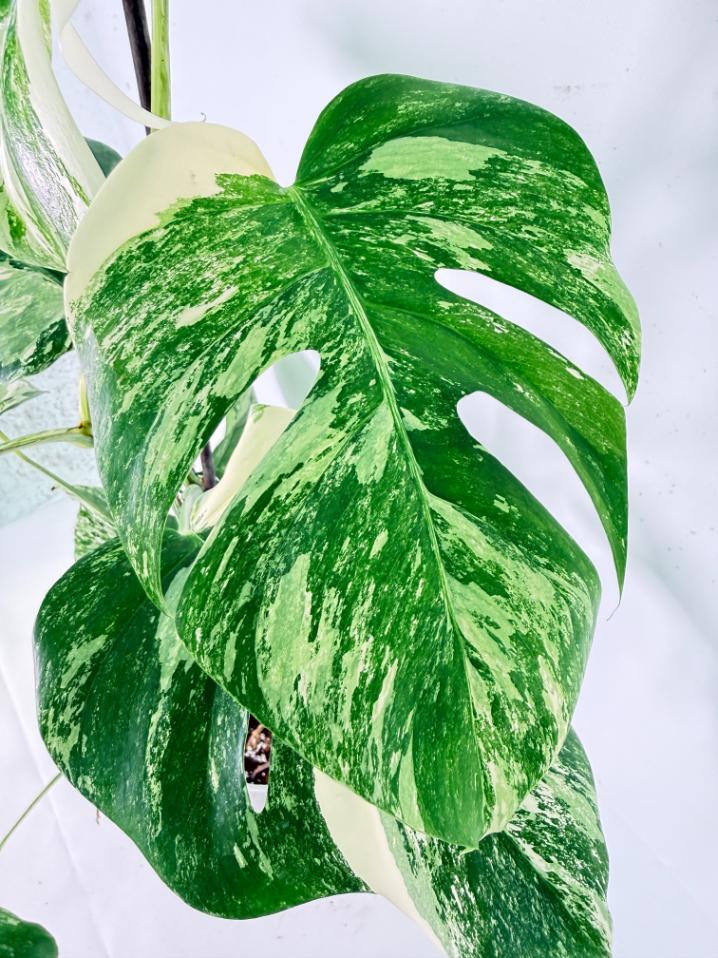 Monstera Albo Variegata XXL 06