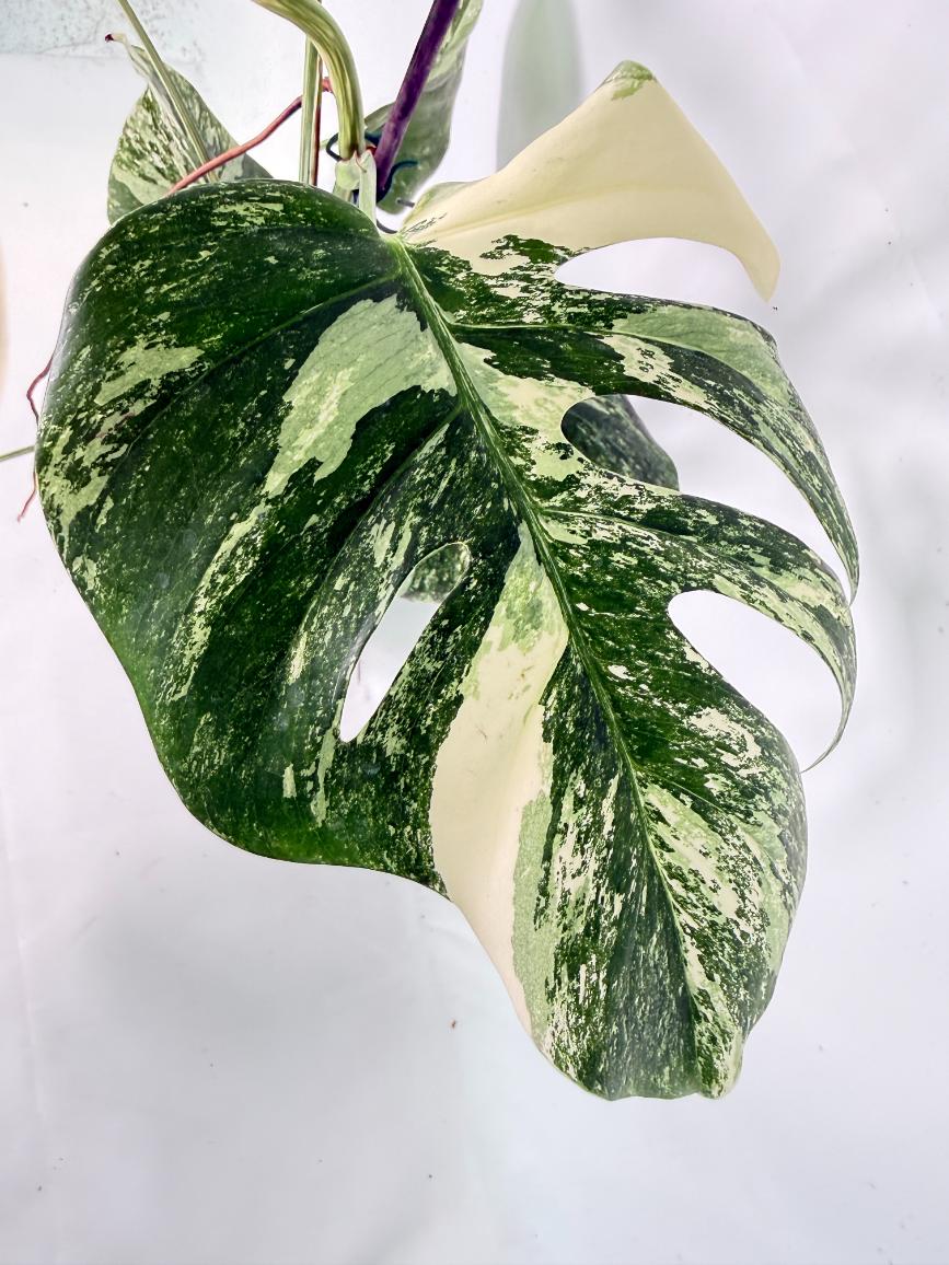 Monstera Albo Variegata XXL 07