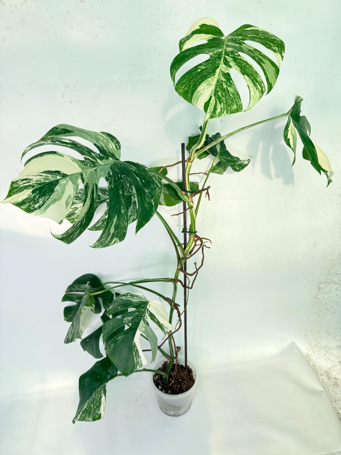 Monstera Albo Variegata XXL 08