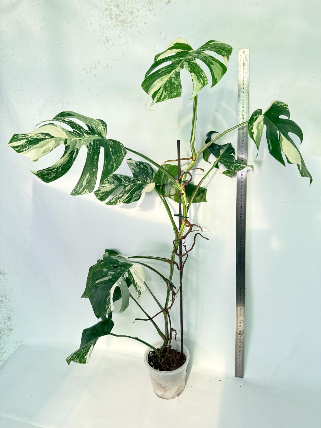 Monstera Albo Variegata XXL 09