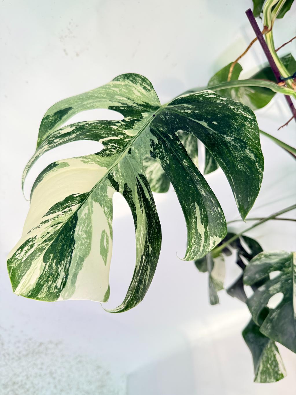 Monstera Albo Variegata XXL 03