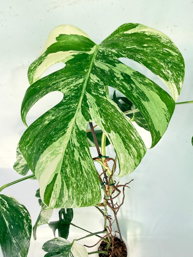Monstera Albo Variegata XXL 04