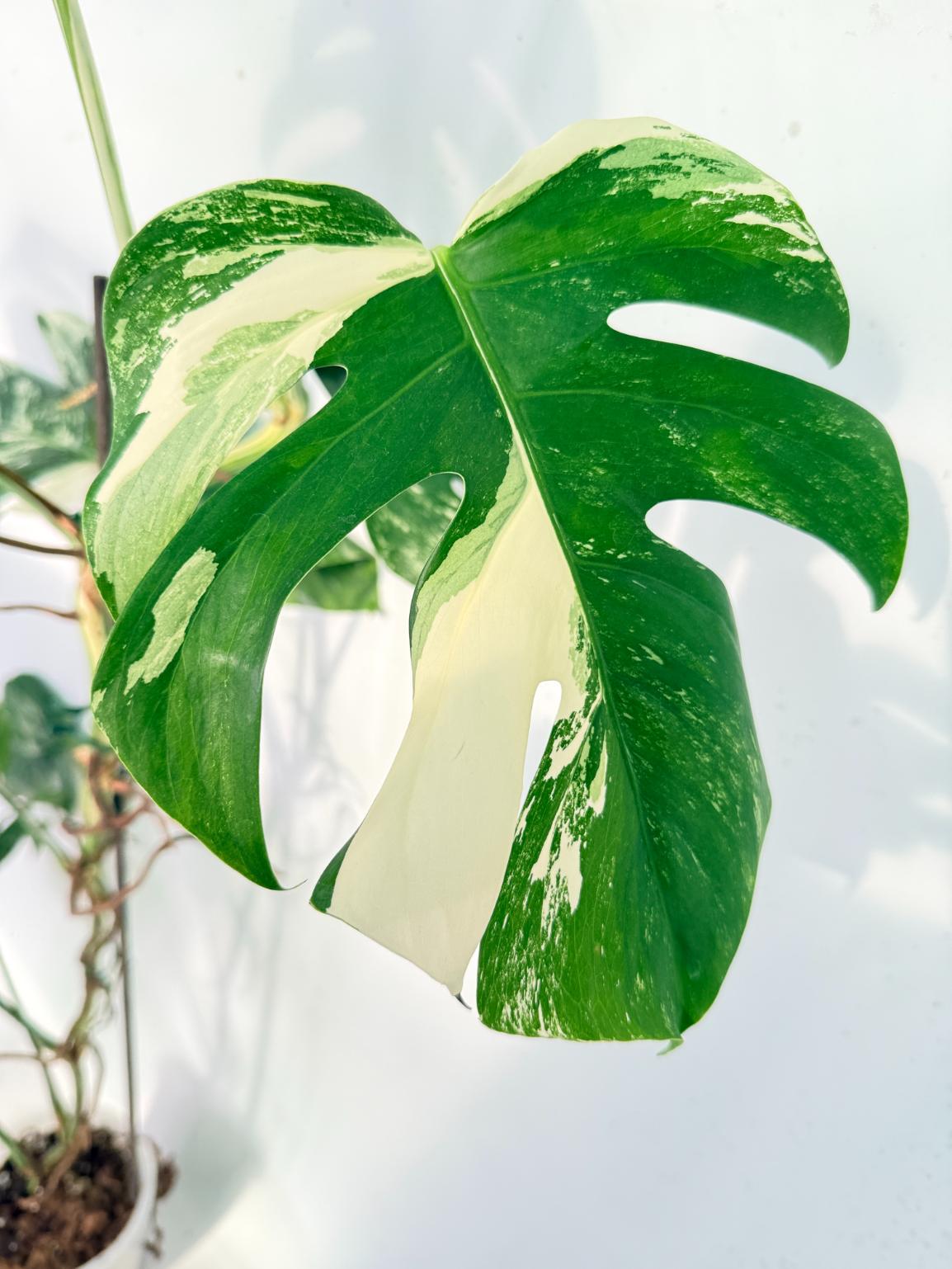 Monstera Albo Variegata XXL 05