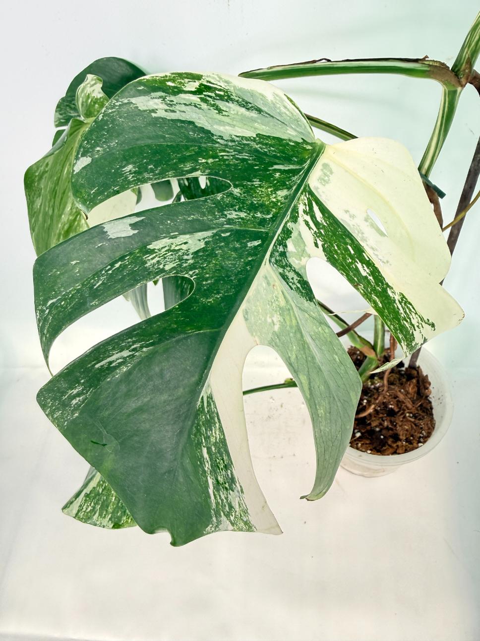 Monstera Albo Variegata XXL 06
