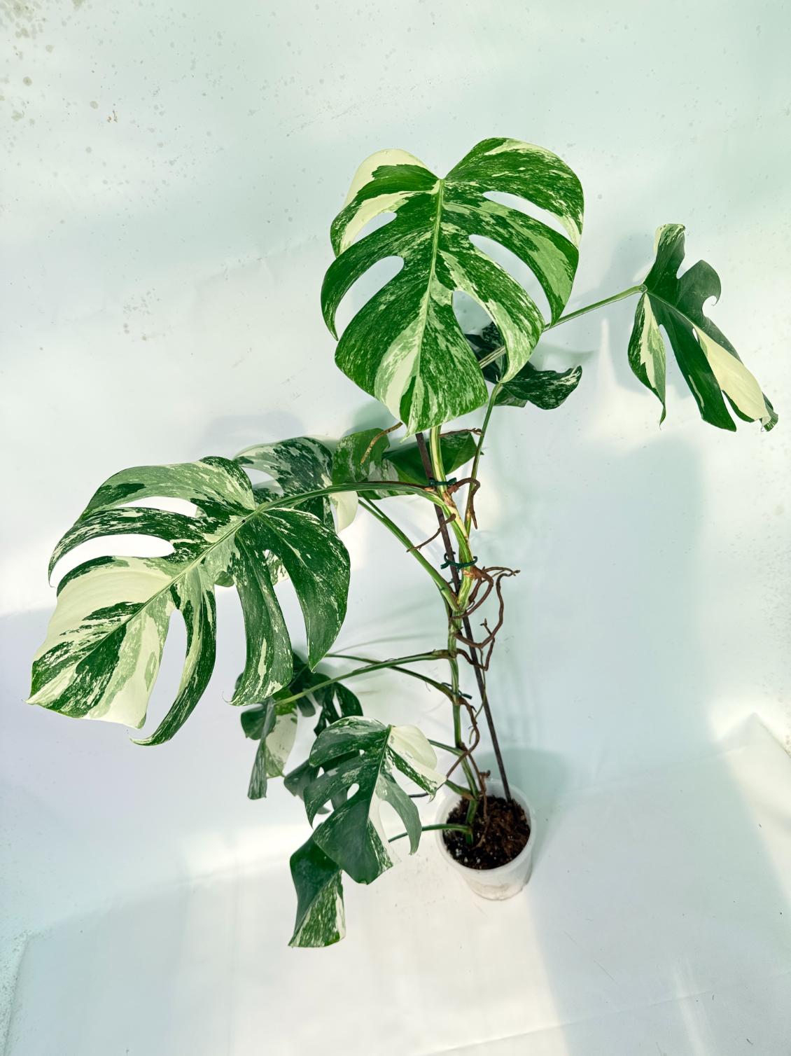 Monstera Albo Variegata XXL 07