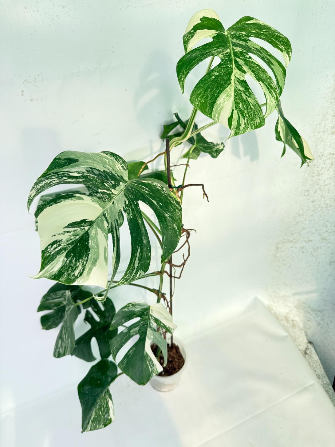 Monstera Albo Variegata XXL 02