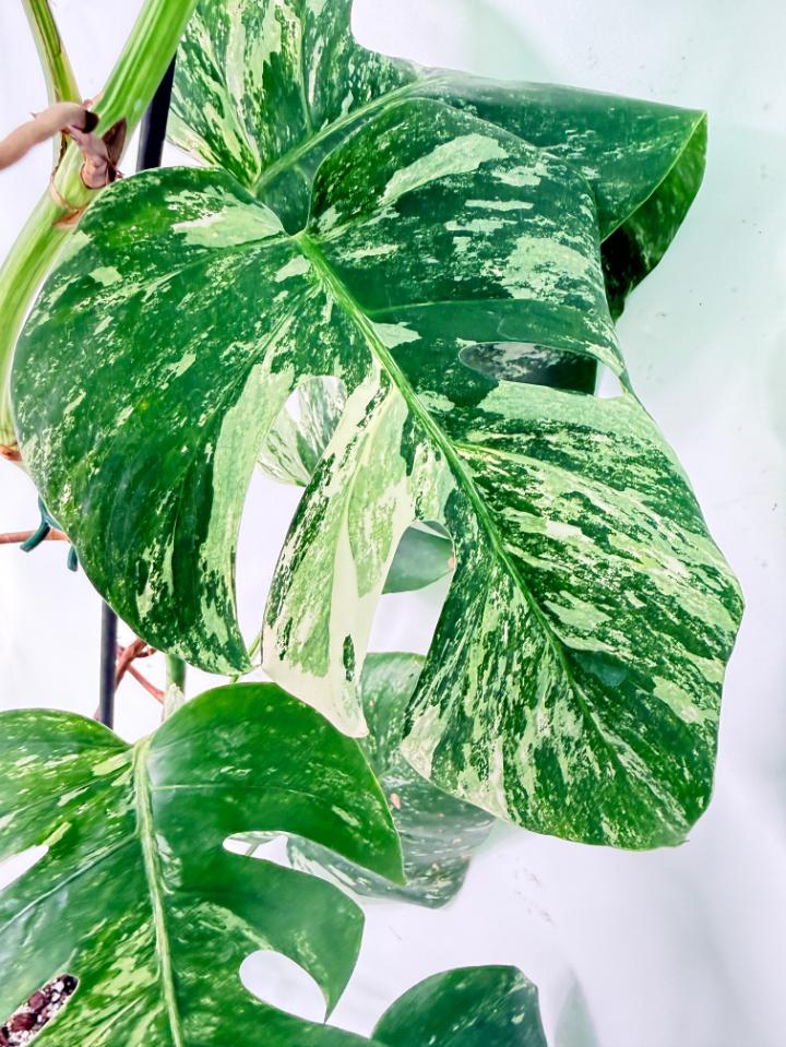 Monstera Albo Variegata XXL 08
