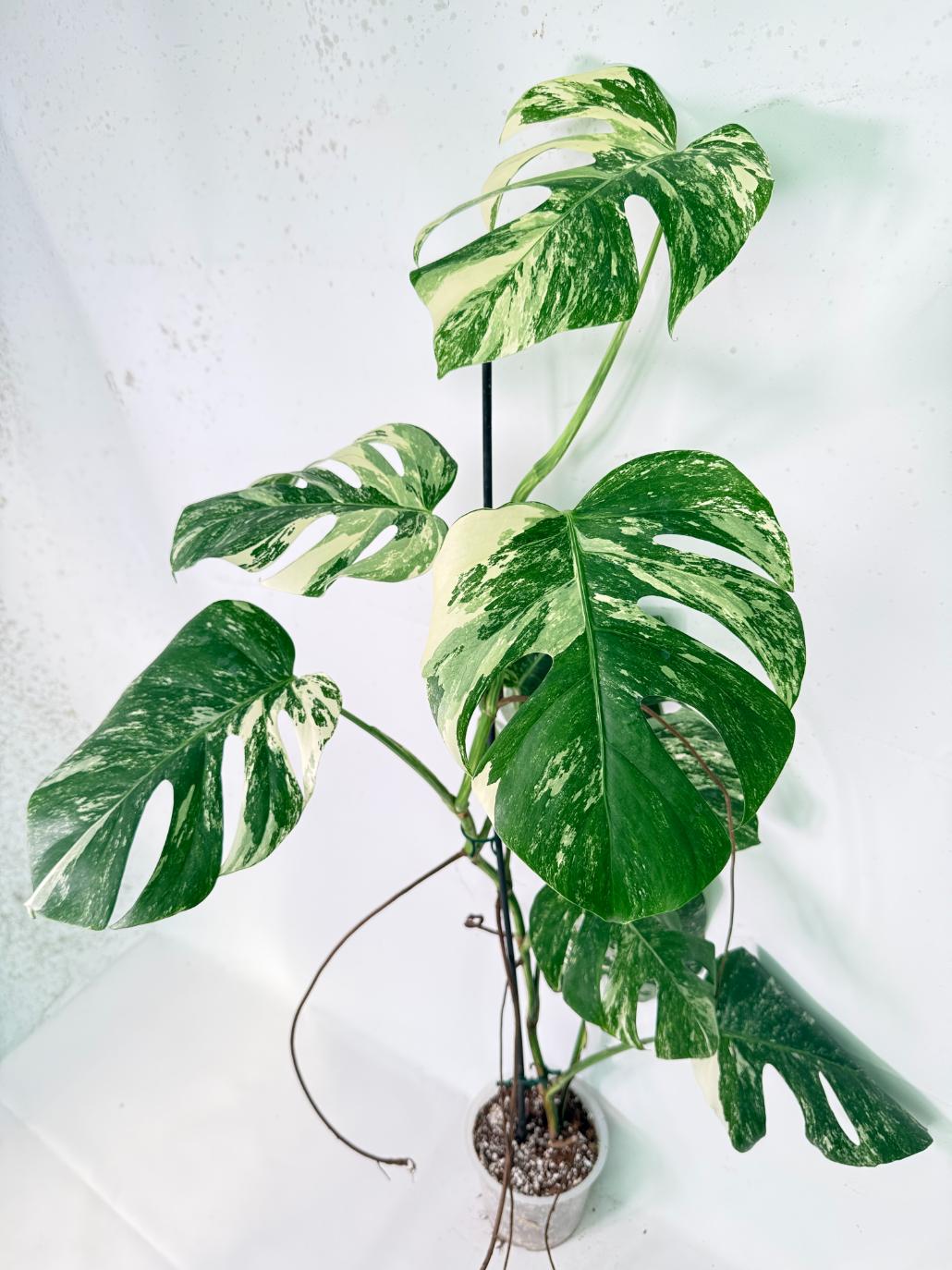 Monstera Albo Variegata XXL 09