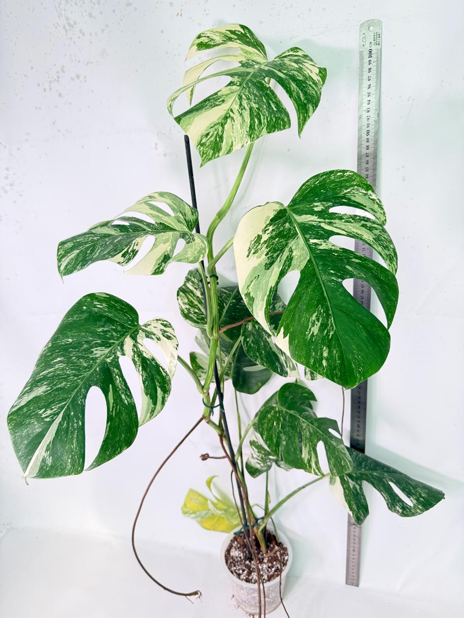 Monstera Albo Variegata XXL 10