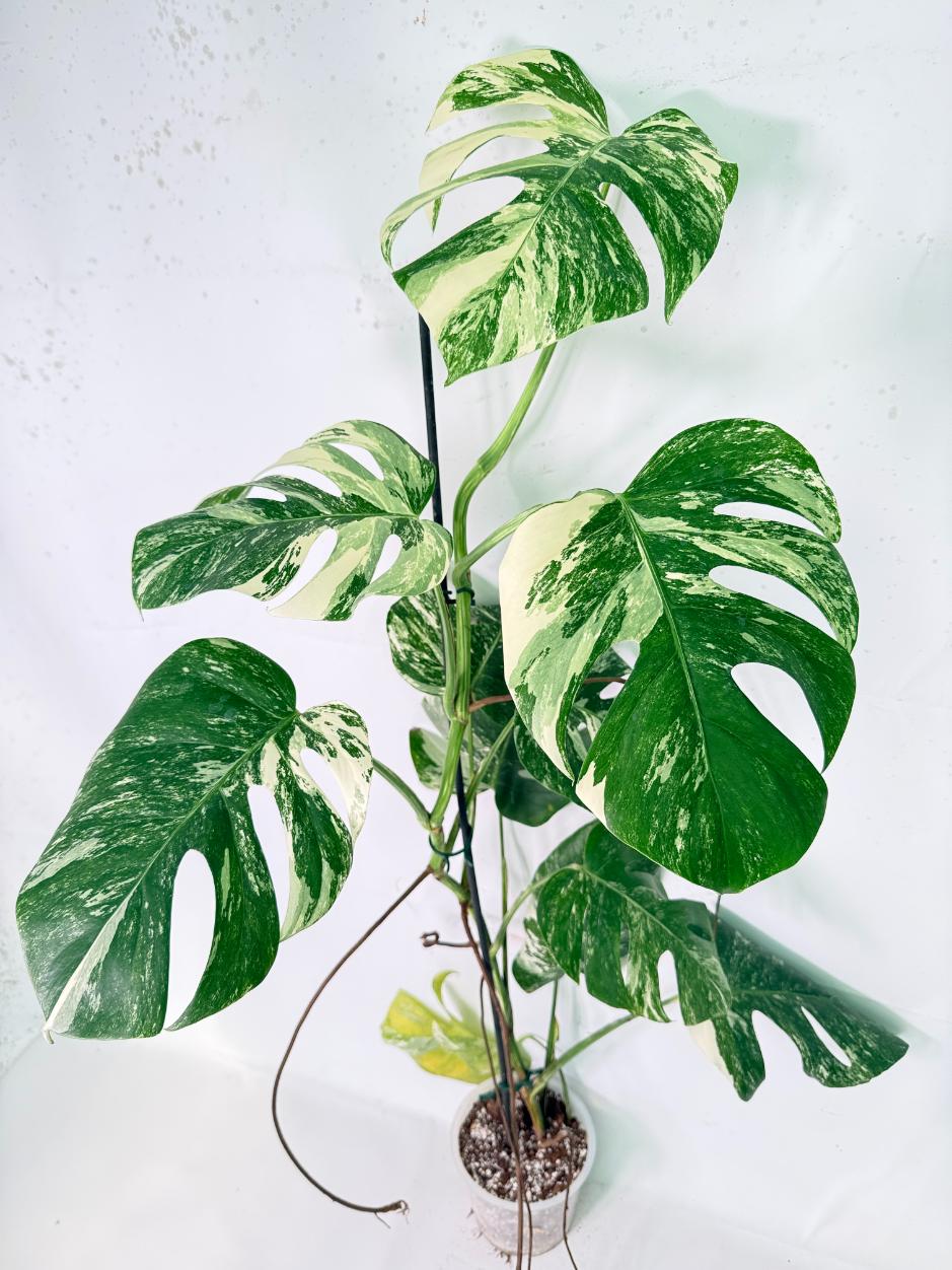 Monstera Albo Variegata XXL 01