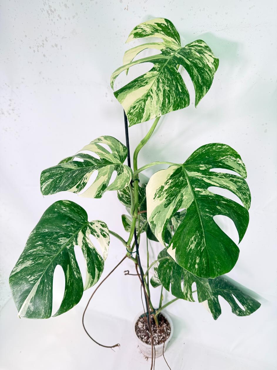 Monstera Albo Variegata XXL 02