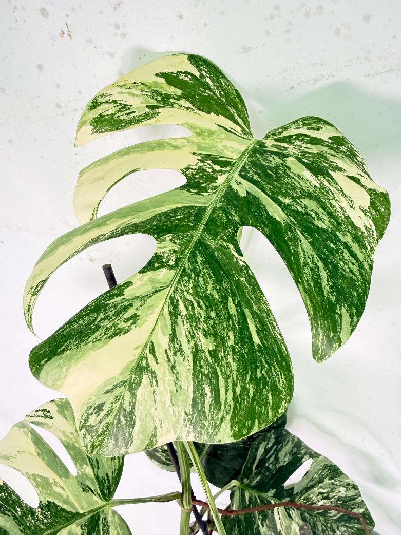 Monstera Albo Variegata XXL 03