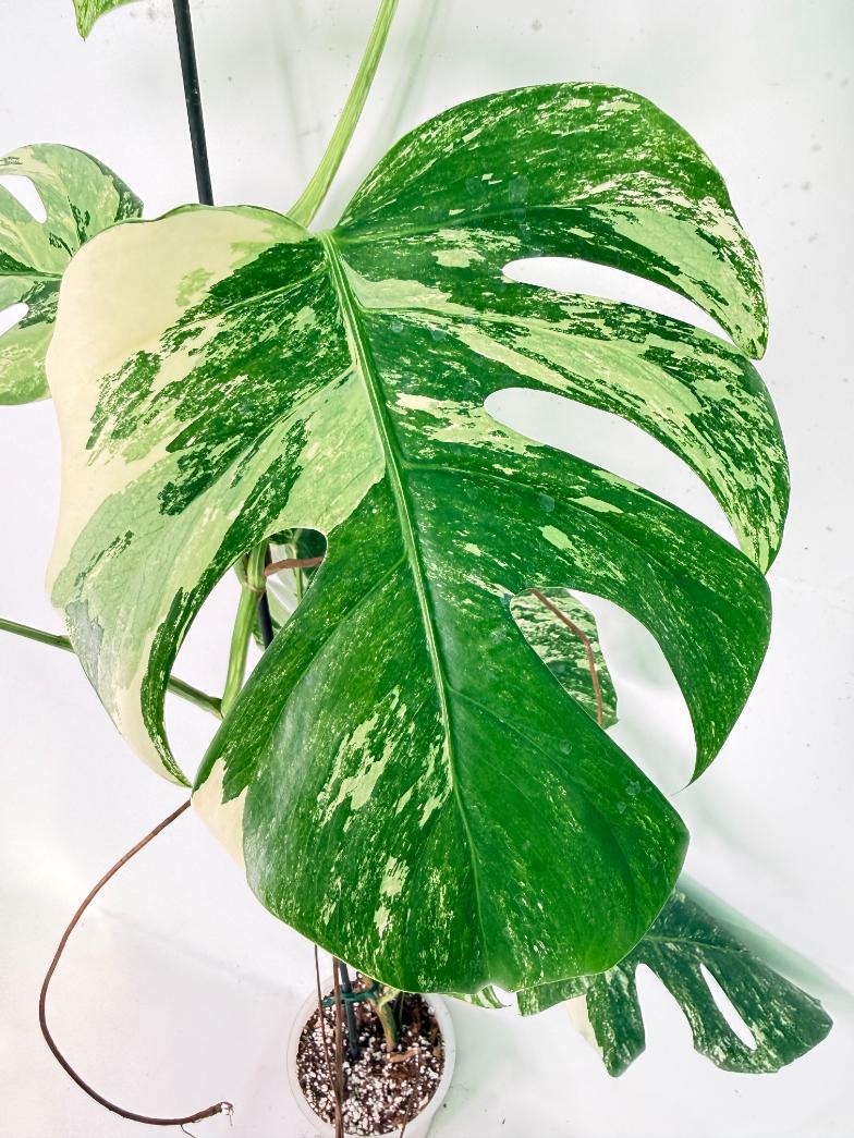 Monstera Albo Variegata XXL 04