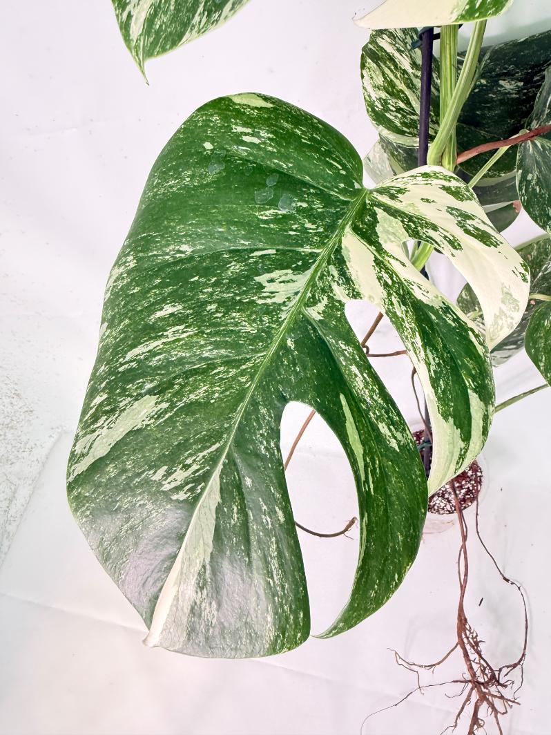 Monstera Albo Variegata XXL 05