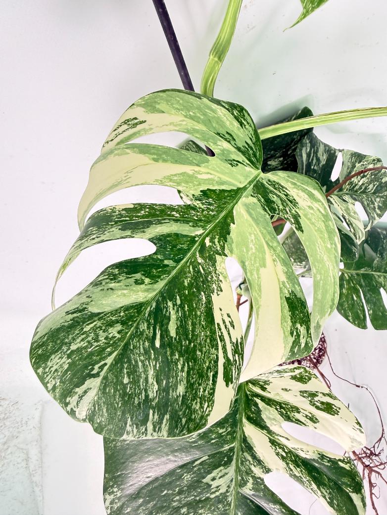 Monstera Albo Variegata XXL 06