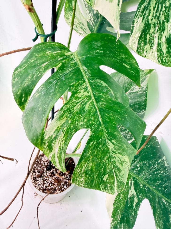 Monstera Albo Variegata XXL 07