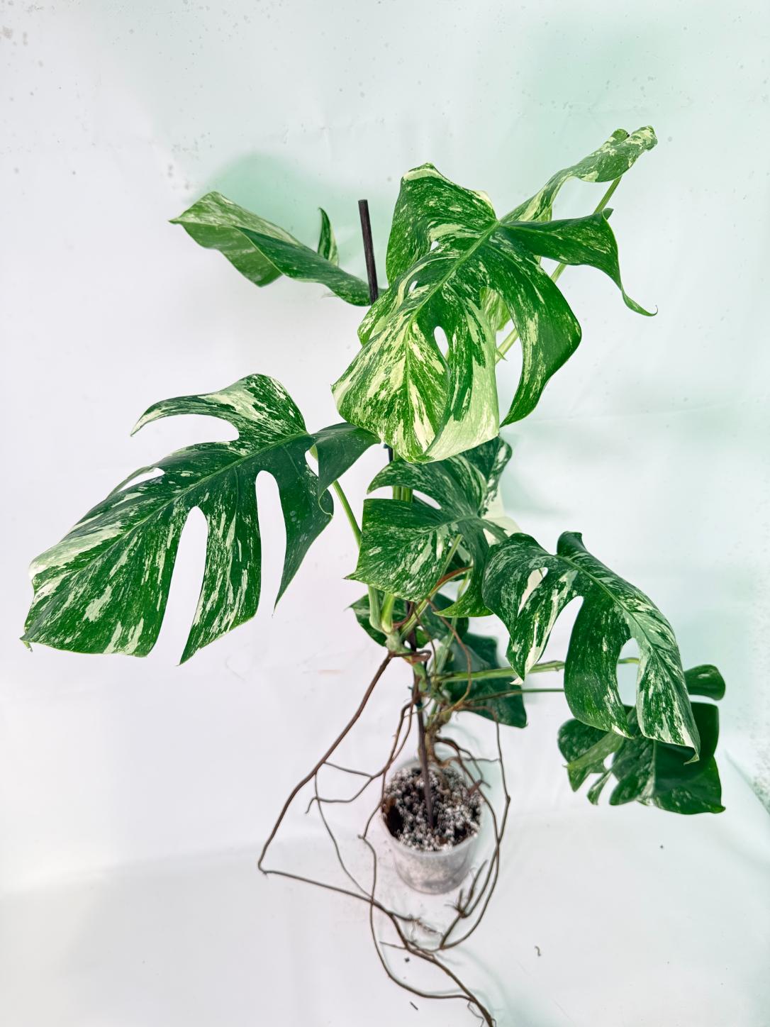 Monstera Albo Variegata XXL 08