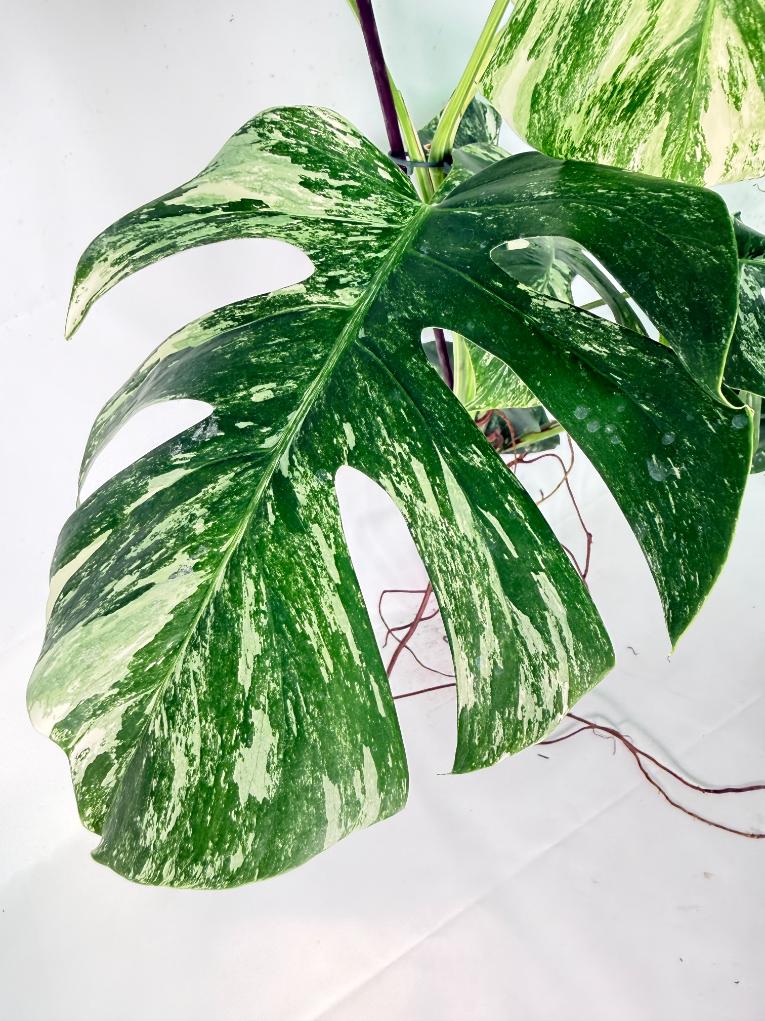 Monstera Albo Variegata XXL 09