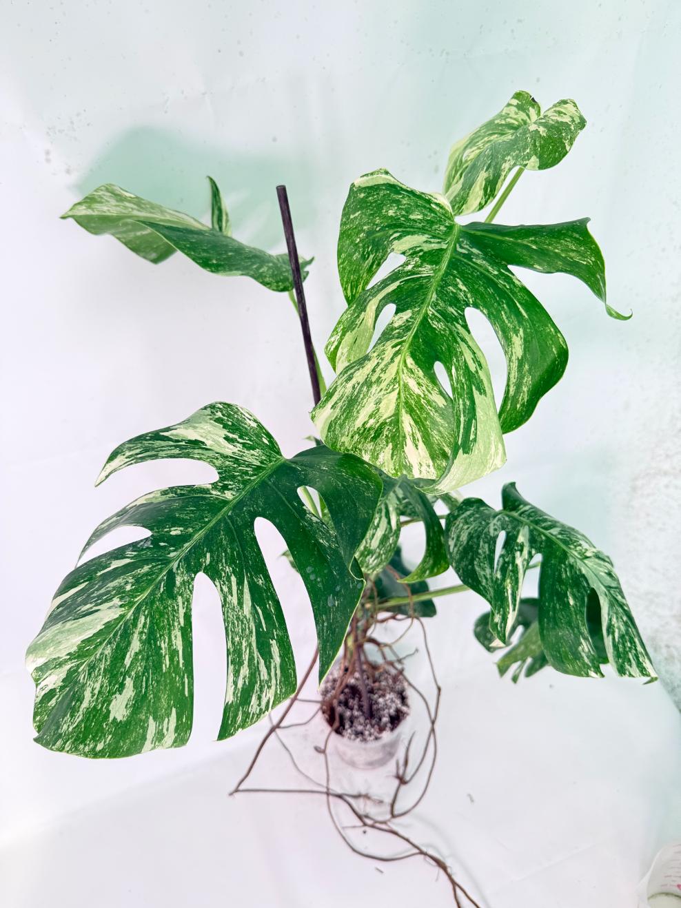 Monstera Albo Variegata XXL 10