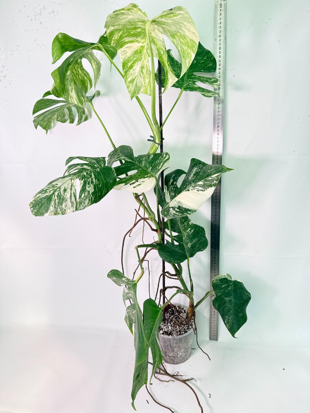 Monstera Albo Variegata XXL 11