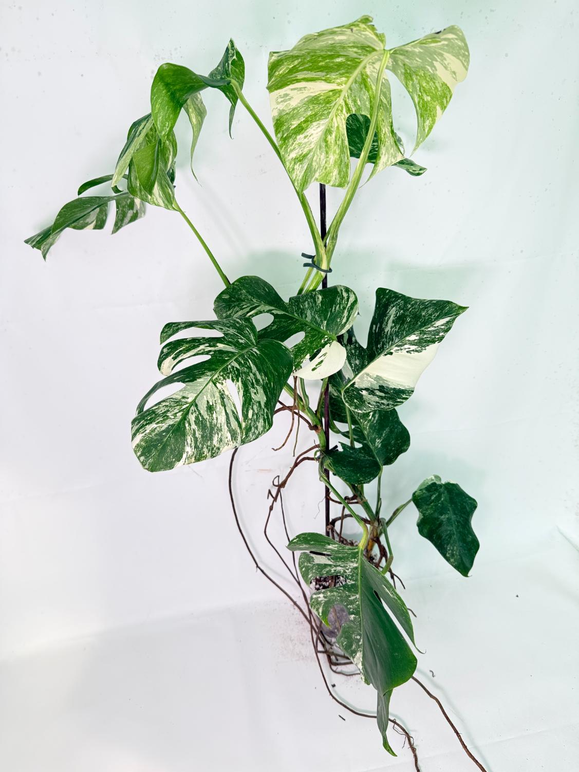 Monstera Albo Variegata XXL 01