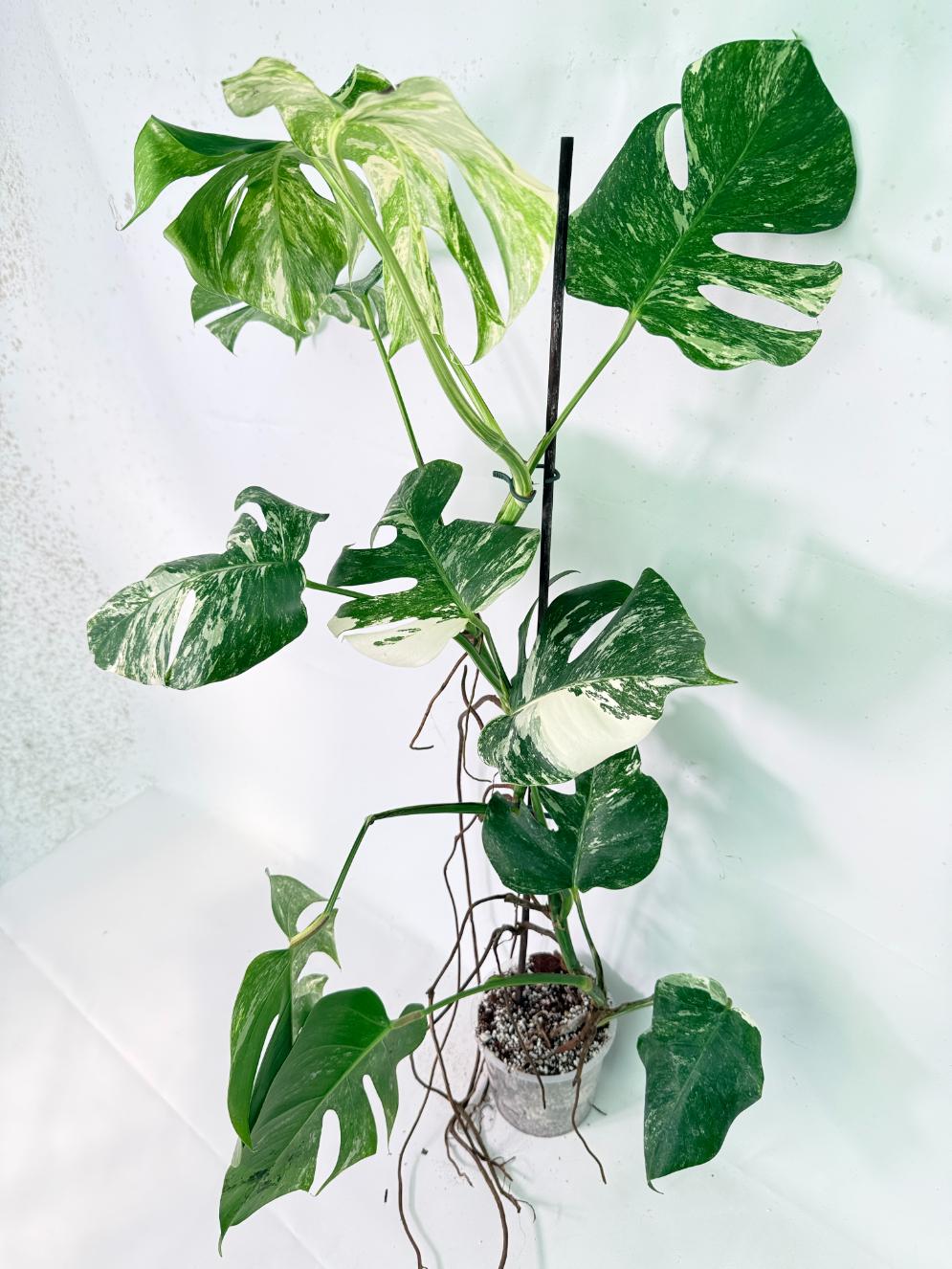 Monstera Albo Variegata XXL 02