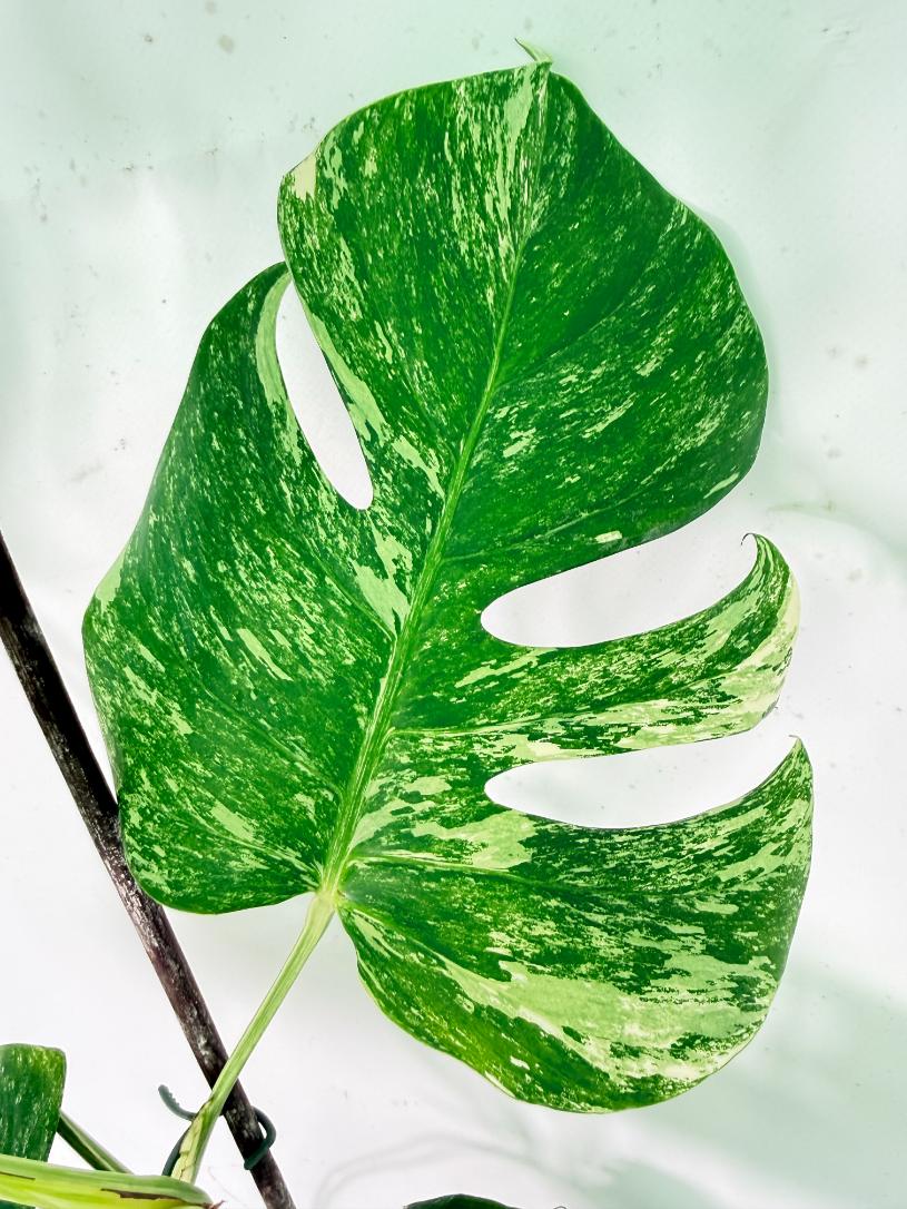 Monstera Albo Variegata XXL 03