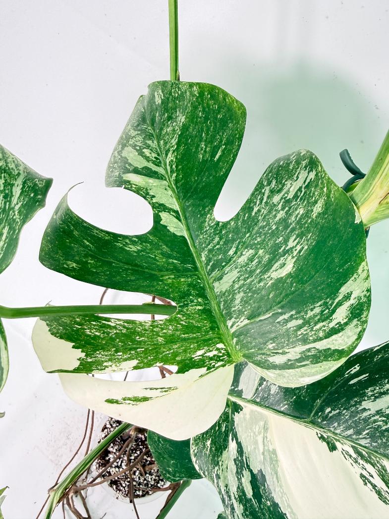 Monstera Albo Variegata XXL 04