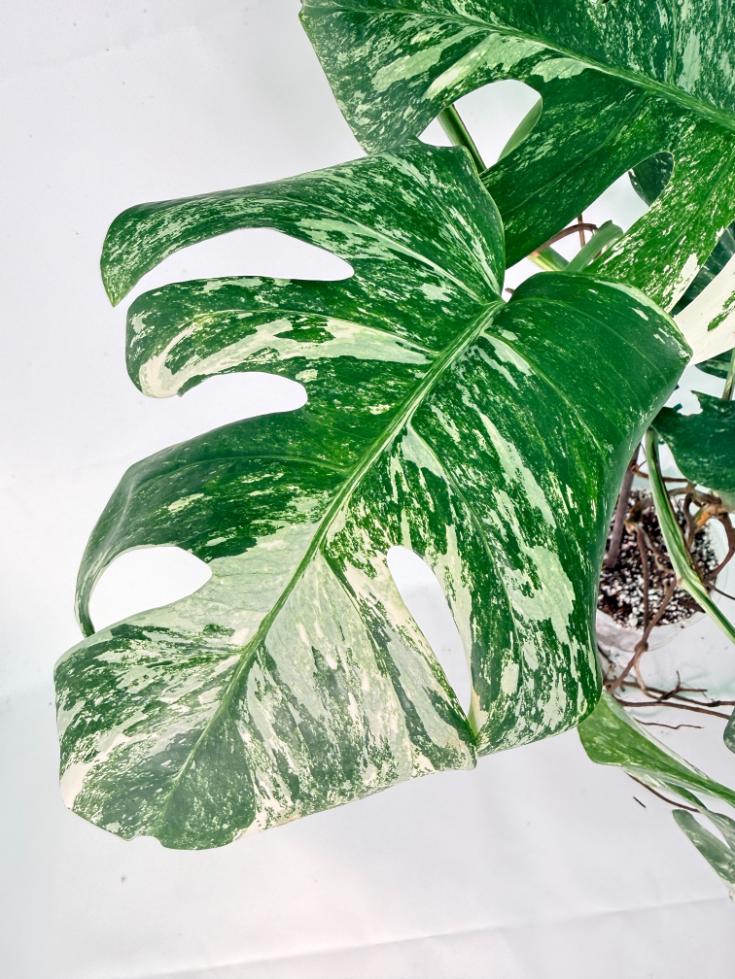 Monstera Albo Variegata XXL 05