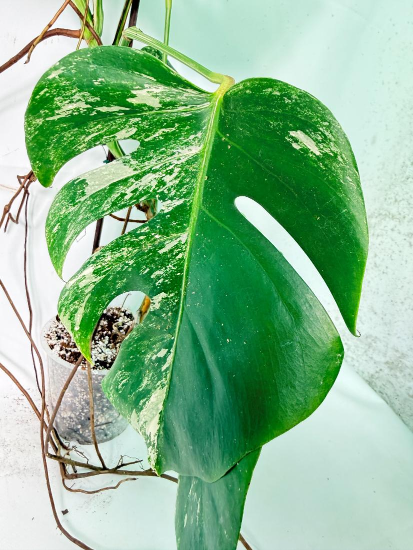 Monstera Albo Variegata XXL 06