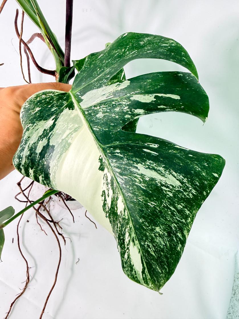 Monstera Albo Variegata XXL 07