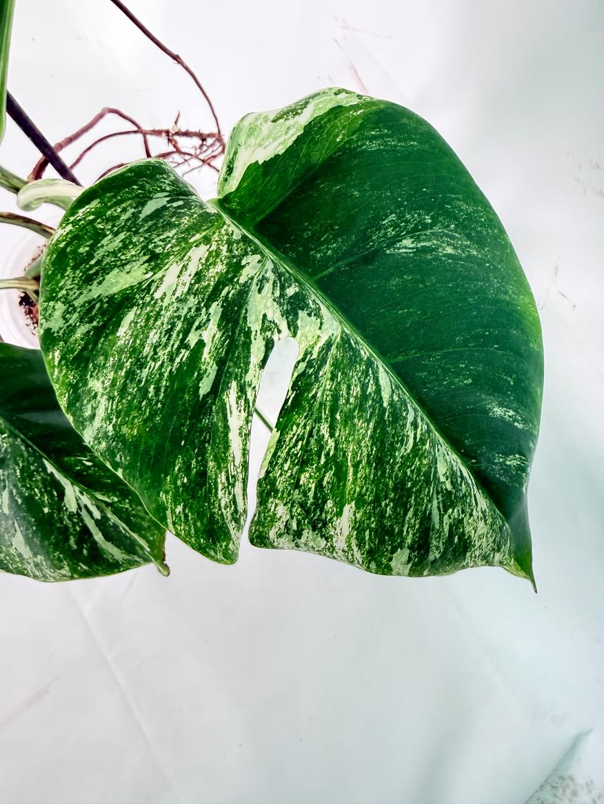 Monstera Albo Variegata XXL 09