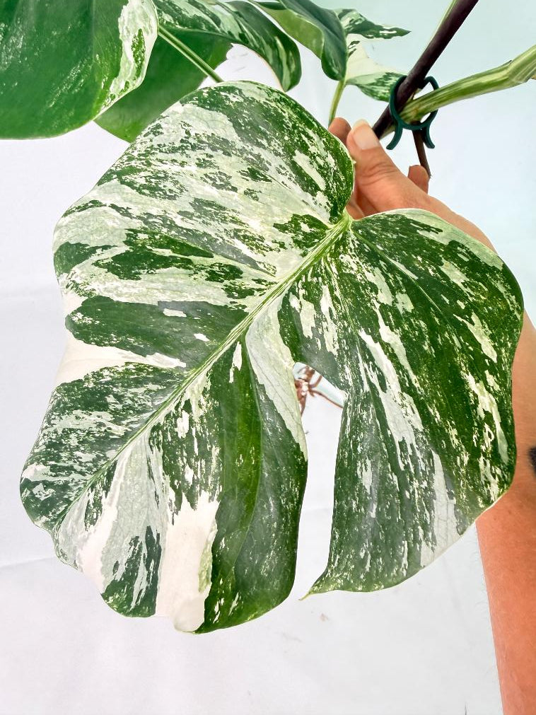 Monstera Albo Variegata XXL 10